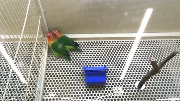 Lovebirds agapornis together in a cage in a pet store or at home. Medium plan. - Footage, Video