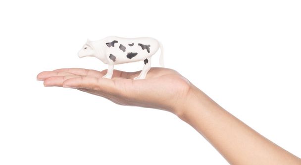 main tenant vache jouet en plastique pour les enfants isolés sur fond blanc
 - Photo, image
