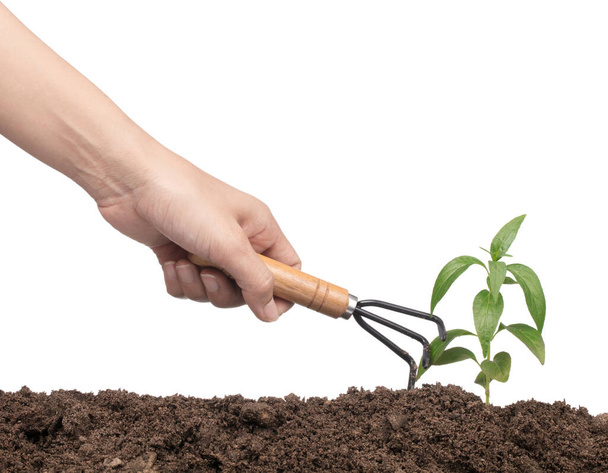 hands with garden tool planting a tree isolated on white backgro - Фото, зображення
