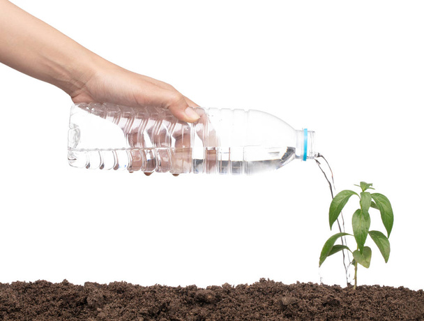 χέρι πότισμα ένα φυτό με πλαστικό μπουκάλι απομονώνονται σε λευκό πίσω - Φωτογραφία, εικόνα