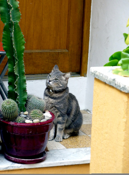 Chat qui attend devant la porte
 - Photo, image