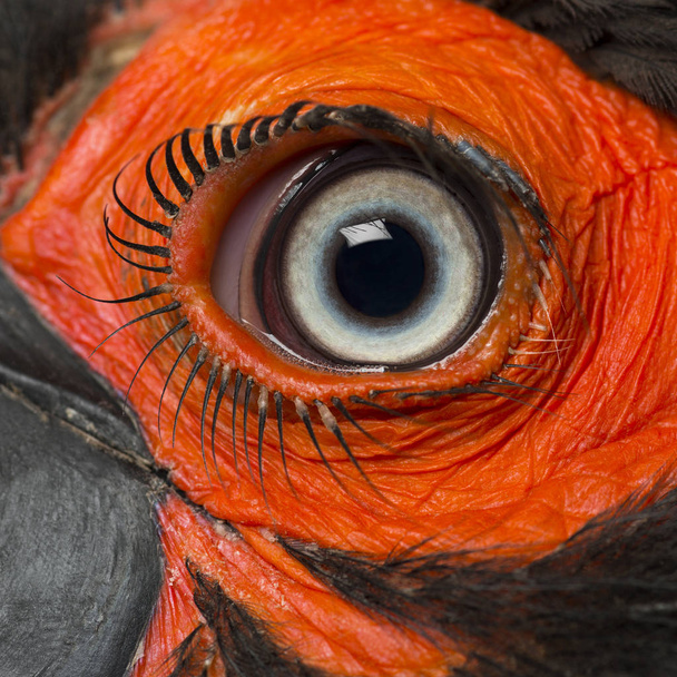 Крупным планом глаз Южного земляного горноклюва, Bucorvus leadbeate
 - Фото, изображение