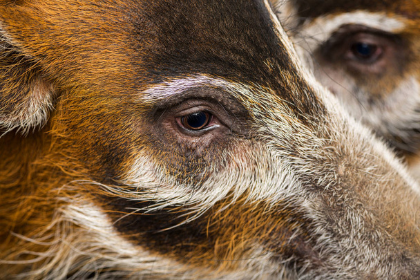 Macro de cabezas de cerdo de Bush, Potamochoerus porcus
 - Foto, Imagen