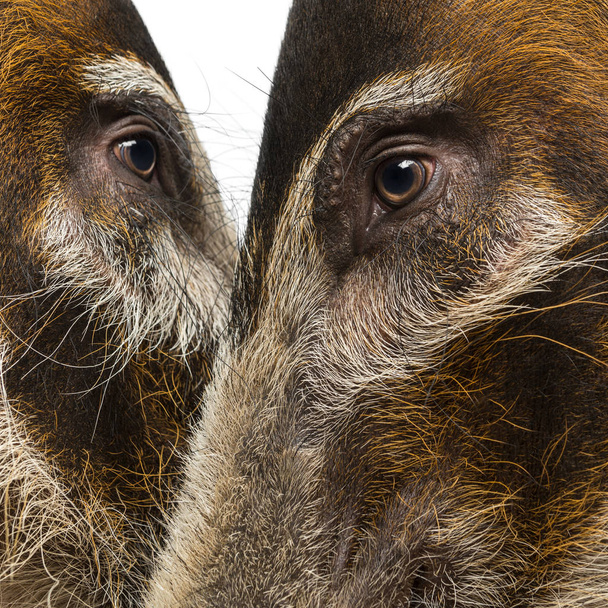 Close-up van twee varkenskoppen van Bush, Potamochoerus porcus - Foto, afbeelding