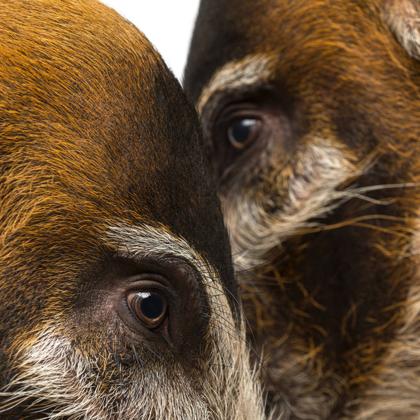 Close-up of two Bush pigs's heads, Potamochoerus porcus - Photo, Image