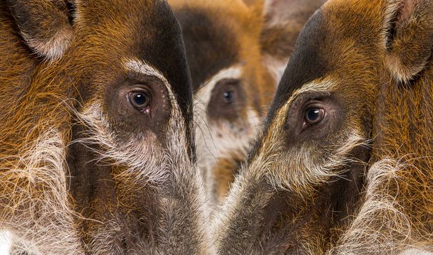 Close-up of Bush pig's heads, Potamochoerus porcus - Photo, Image