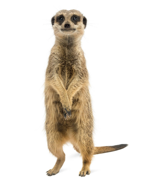 Vista frontal de un Meerkat de pie, Suricata suricatta, es
 - Foto, Imagen