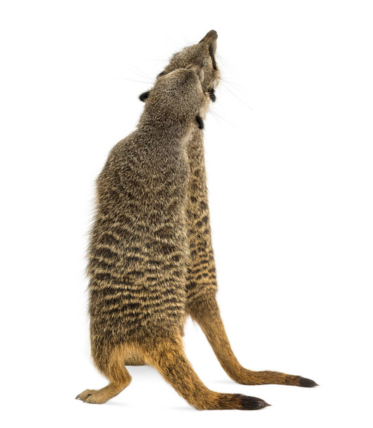 Передній вид двох Meerkats, що стоять прямо, дивлячись вгору, Suricata - Фото, зображення