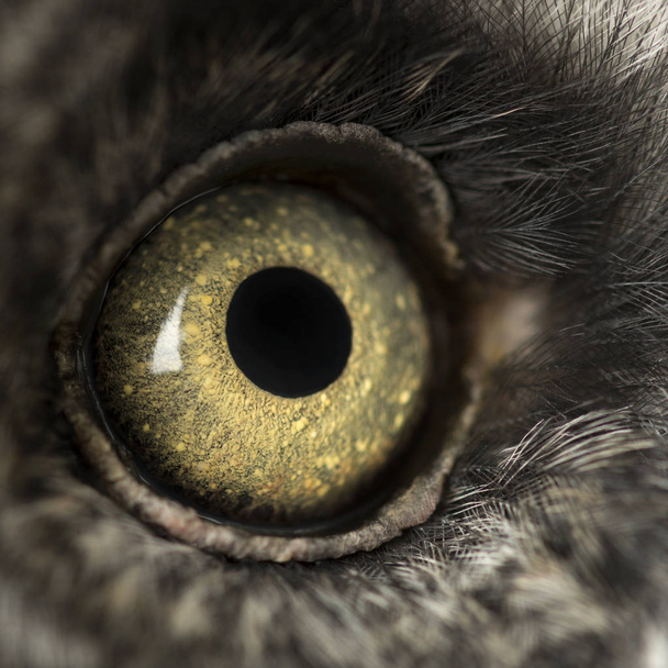 Macro of a Great Gray Owl's eye, Strix nebulosa, isolated on whi - Valokuva, kuva