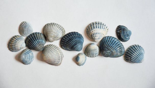 Beautiful sea shell on a light background. - Foto, Bild