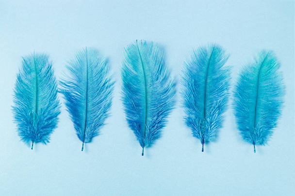 Group of blue feathers on light background - 写真・画像
