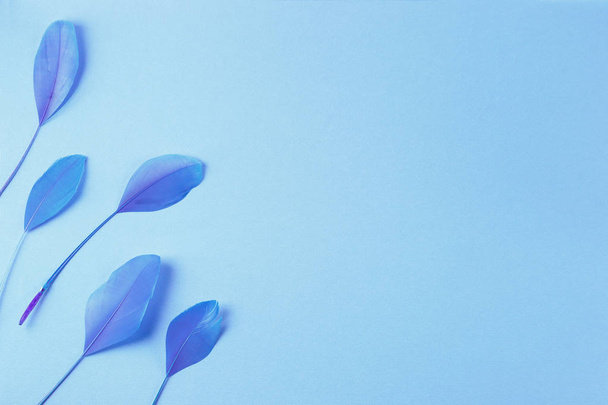 Gruppe blauer Federn auf hellem, reinem Hintergrund - Foto, Bild