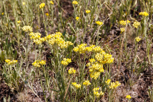 Helichrysum arenarium sur prairie
 - Photo, image
