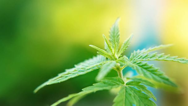 Investigación de marihuana CBD cannabidiol. Cannabis como alternati de hierbas
 - Foto, Imagen
