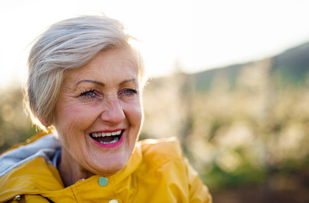 Close-up of senior woman in orchard in spring, laughing. Copy space. - Foto, Bild