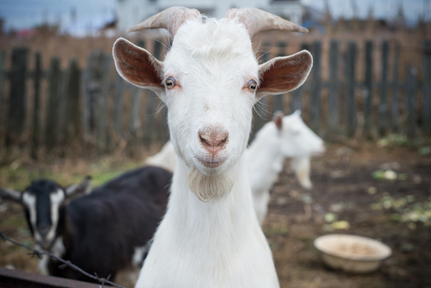 Goats on the farm - Foto, afbeelding