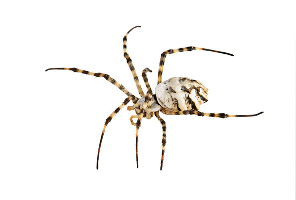 павук ізольований на білому тлі
 - Фото, зображення