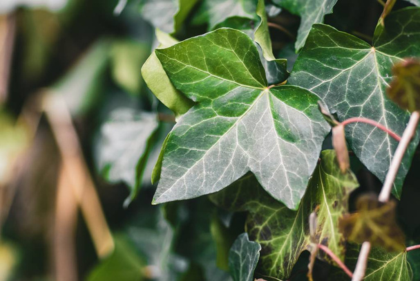 A closeup of ivy leaves under the sunlight with a blurred background - Foto, Imagen