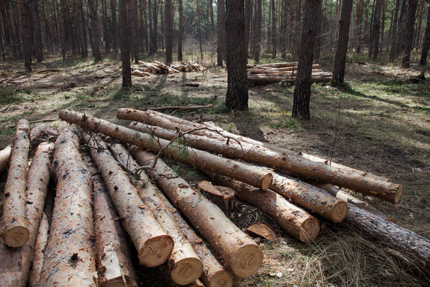 Mucchio di tronchi di pino tagliati nella foresta - Foto, immagini