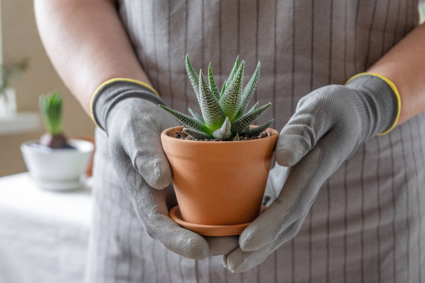 Hands of a gardener hold a succulent in a ceramic pot. Close-up. Concept of indoor garden home. - 写真・画像