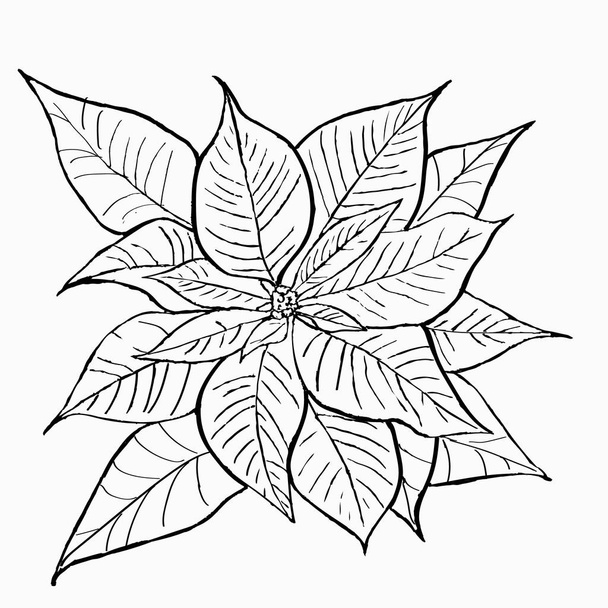 linear poinsettia flower on a white background, coloring  - Valokuva, kuva
