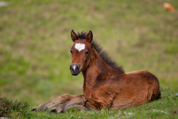 A brown foal lying on the ground surrounded by hills covered in greenery with a blurry background - Foto, immagini