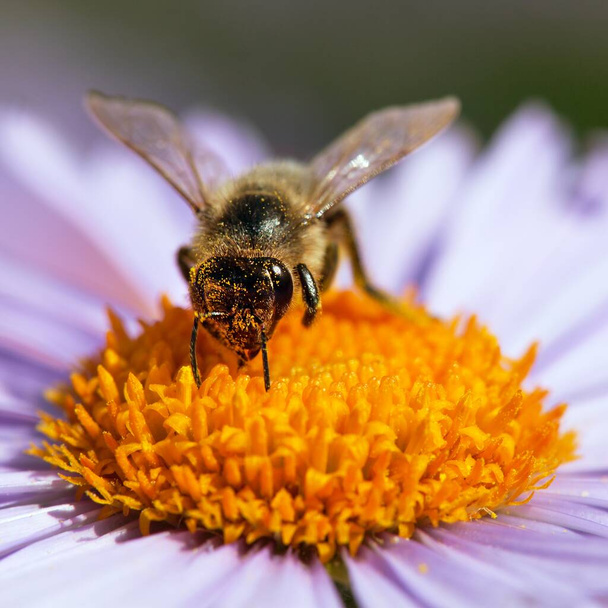 花の上に座っているミツバチやミツバチ、アピスメルリベラ - 写真・画像