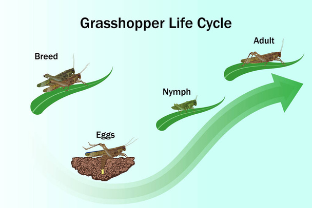 Grasshopper life Cycle vector for Education,Agricultural,Science,Graphic design,Artwork. - Vektör, Görsel