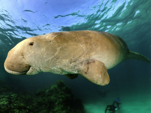 Manatee of dugong of zeekoe zwemmen gooien kristalhelder water - Foto, afbeelding