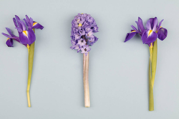 paarse irissen en hyacint op blauwe achtergrond. Stilleven in de stijl van minimalisme. - Foto, afbeelding
