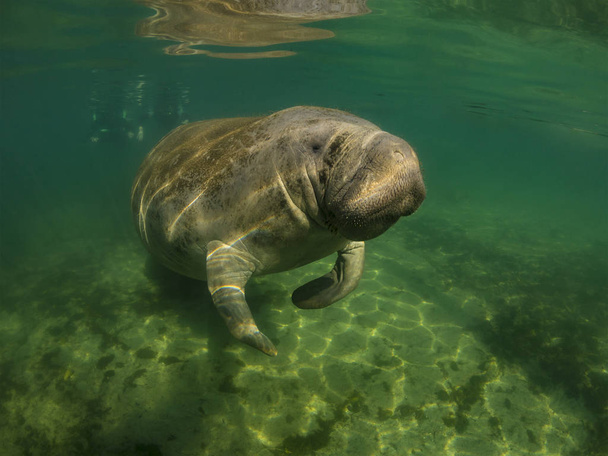 Manatee or dugong or sea cow swim throw crystal clear water - Photo, Image