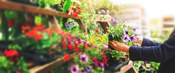 donna raccogliere petunia vaso di fiori da scaffale presso vivaio pianta da giardino
 - Foto, immagini