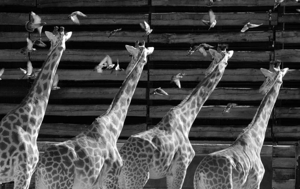 A girafa é o animal terrestre mais alto do mundo e pode crescer até 5,5 metros de altura. É particularmente apaixonado por folhas de acácia e usa sua língua delgada de 45 cm de comprimento para escorregar entre os espinhos.
 - Foto, Imagem