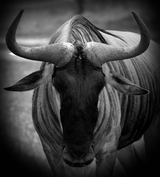 The wildebeest or wildebai, also called the gnu is an antelope of the genus Connochaetes. It is a hooved (ungulate) mammal. - Photo, Image