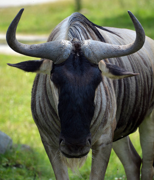 De gnu ("wildebai") is een antilope uit het geslacht "Connochaetes". Het is een hooved (ungulate) zoogdier. - Foto, afbeelding