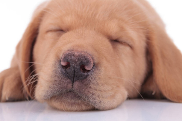 close up of a labrador retriever dog sleeping tired - Fotografie, Obrázek