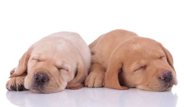 two labrador retriever dogs lying down and sleeping tired - 写真・画像