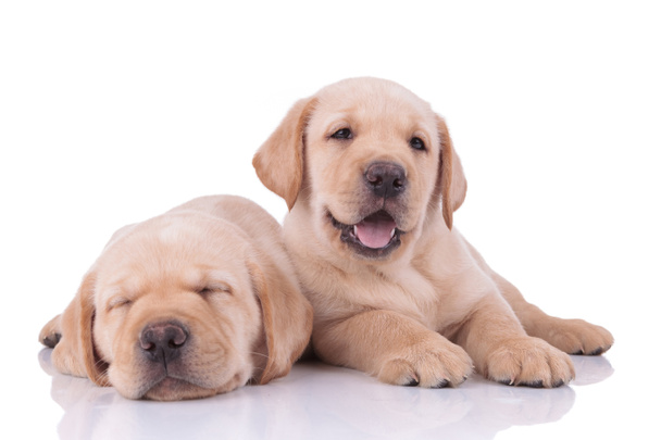 two labrador retriever dogs sleeping and panting happy - Foto, afbeelding