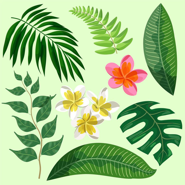 leaves and flowers of tropical plants. set of color illustrations - Vector, imagen