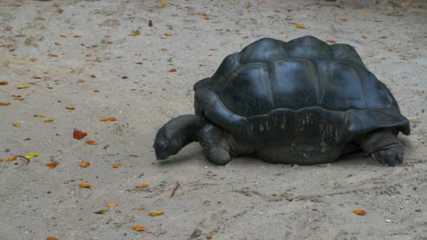 Aldabra γιγαντιαία χελώνα περιήγηση φύλλα Mahe Island Σεϋχέλλες. - Πλάνα, βίντεο