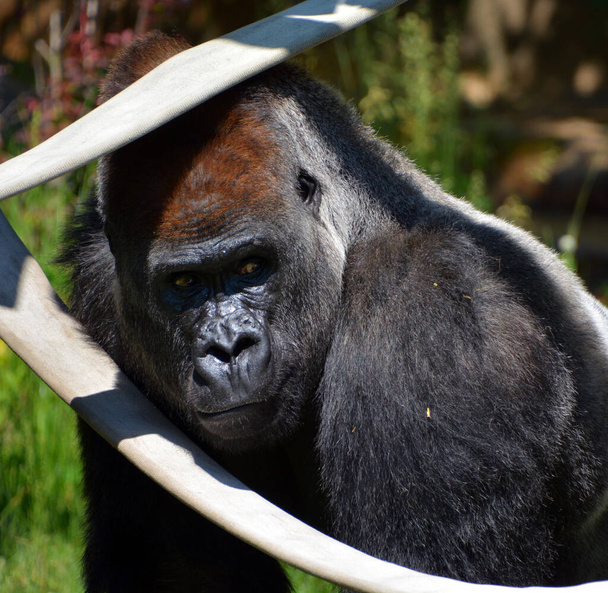 Les gorilles à dos argenté vivent au sol et sont surtout des singes herbivores qui habitent les forêts d'Afrique centrale. L'ADN des gorilles est très semblable à celui des humains, soit 9599 % - Photo, image