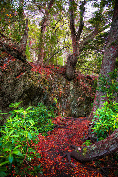 Магічні австралійські магелланові підполярні ліси та бірюзова лагуна
 - Фото, зображення