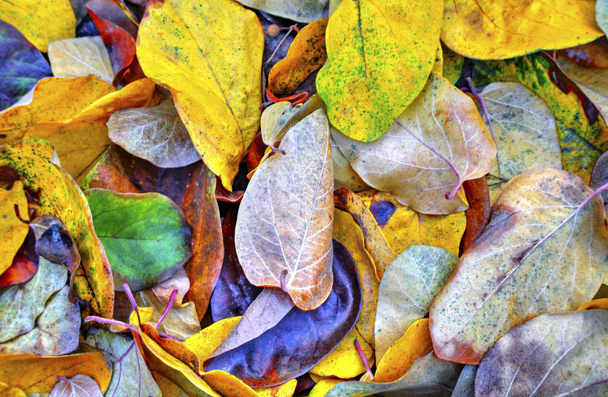 Фон красочного осеннего листа с близкого расстояния
 - Фото, изображение