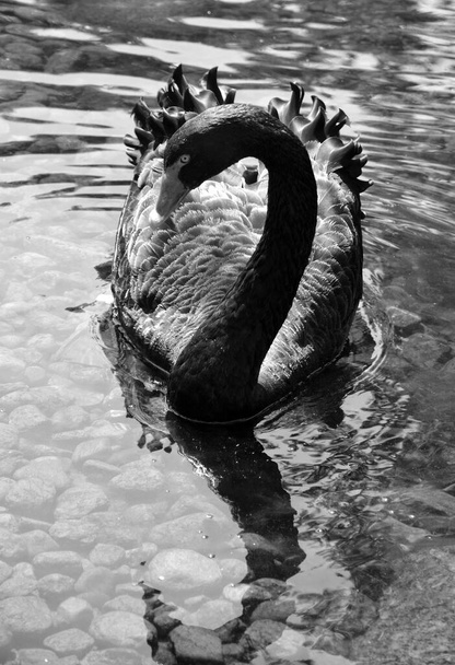 cygne noir et blanc dans l'eau - Photo, image
