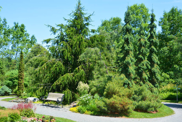 Beautiful green park in sunny day - Fotografie, Obrázek