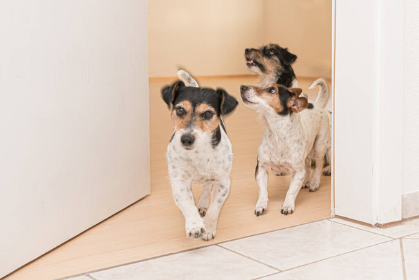 Three cute little cheeky Jack Russell terriers running through a - Photo, Image