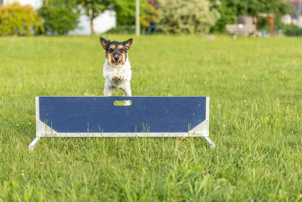Χαριτωμένο μικρό Jack Ράσελ τεριέ σκύλος πηδάει γρήγορα πάνω από ένα hurdl - Φωτογραφία, εικόνα