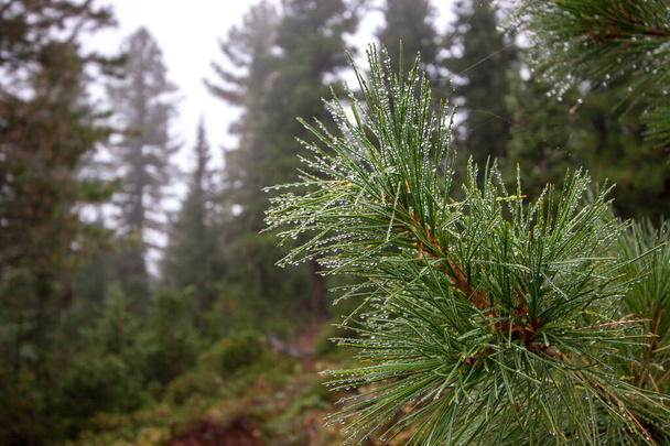 Coniferous tree branch with raindrops. - Photo, Image