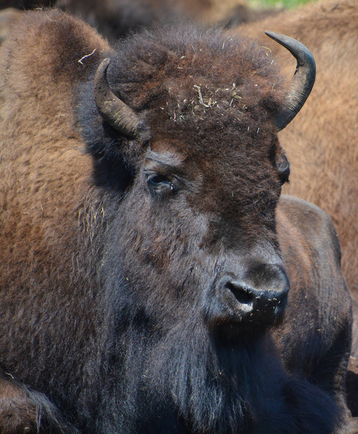 Bison are large, even-toed ungulates in the genus Bison within the subfamily Bovinae. - Photo, Image