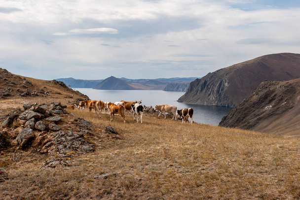 Bajkál-tó magas sziklás partja legeltetett tehenekkel. - Fotó, kép